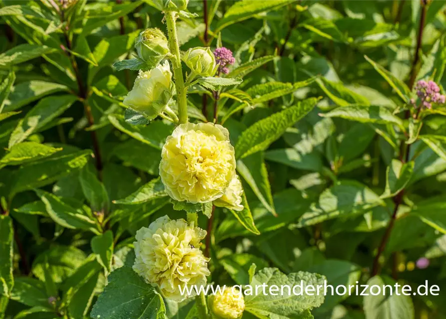 Gefülltblühende Stockrose