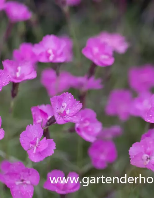 Pfingstnelke 'Blauigel'