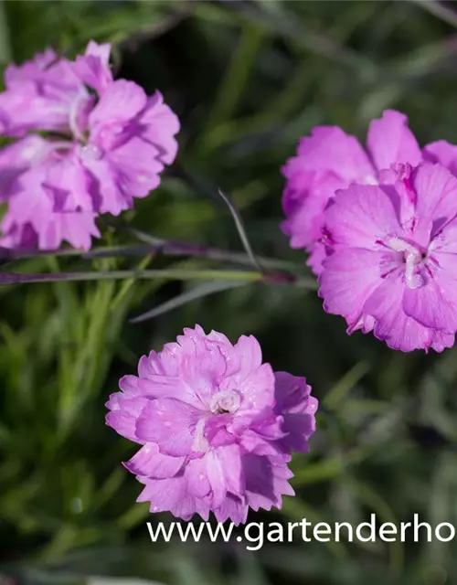 Pfingstnelke 'Blauigel'