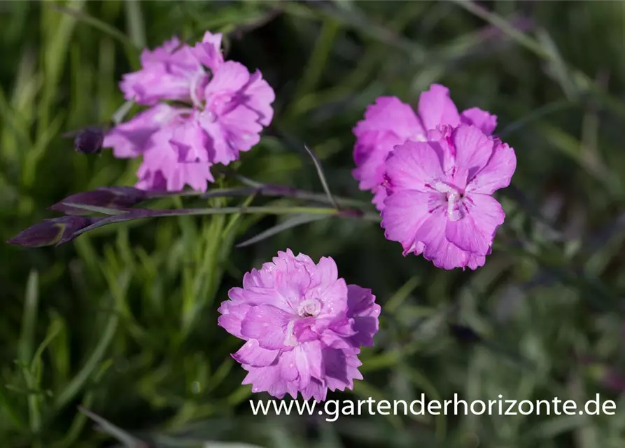 Pfingstnelke 'Blauigel'