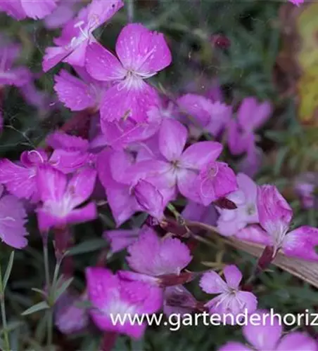 Garten-Pfingst-Nelke 'La Bourboule'