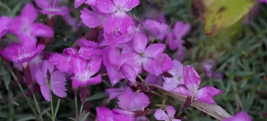 Garten-Pfingst-Nelke 'La Bourboule'