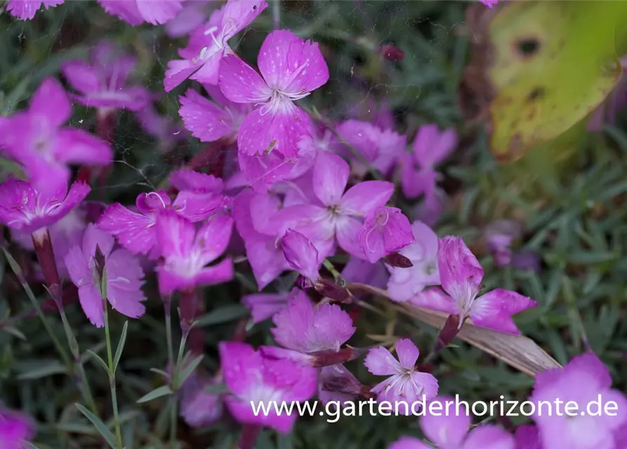 Garten-Pfingst-Nelke 'La Bourboule'