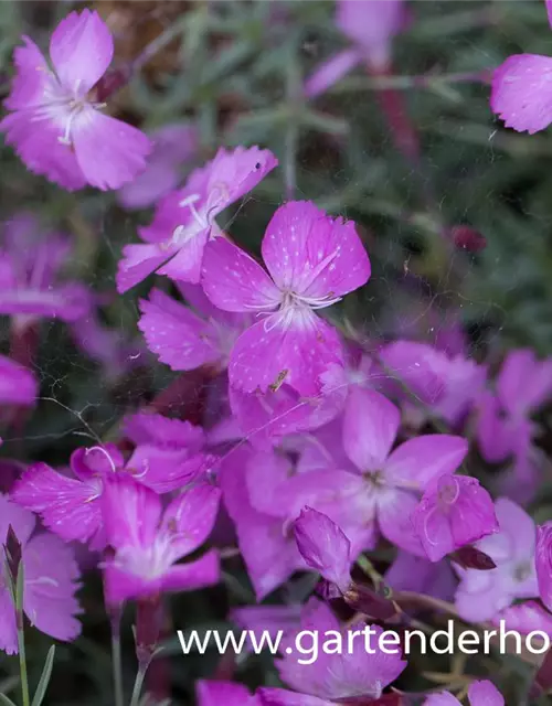 Garten-Pfingst-Nelke 'La Bourboule'