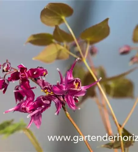 Großblütige Garten-Elfenblume 'Rose Queen'