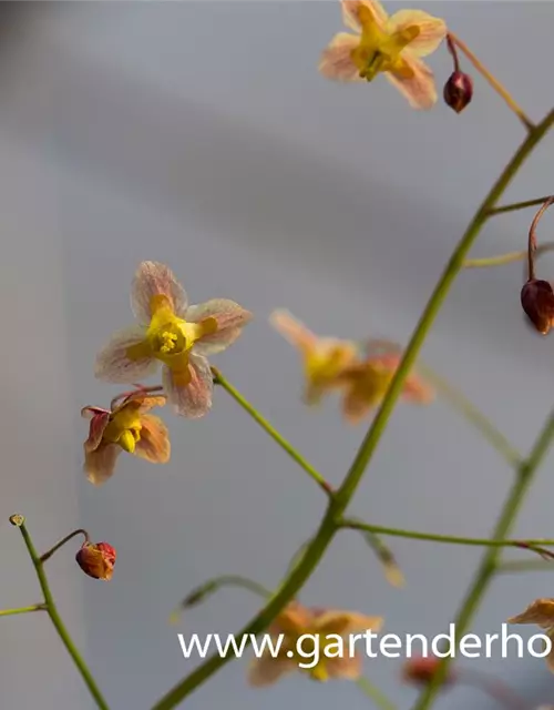 Schwarzmeer-Elfenblume