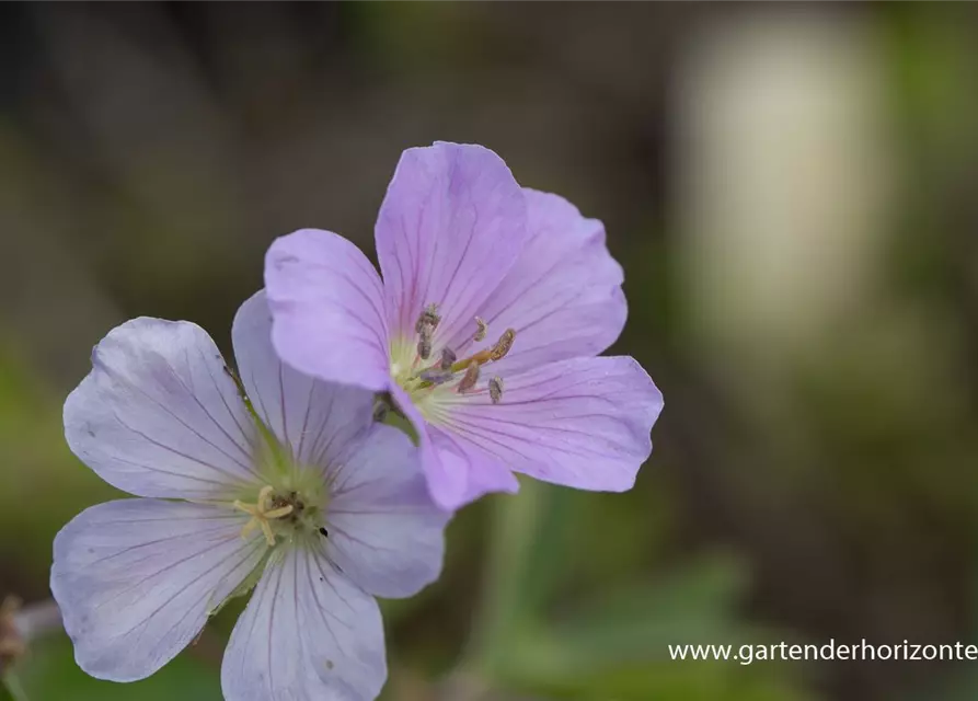 Geranium maculatum 'Chatto'