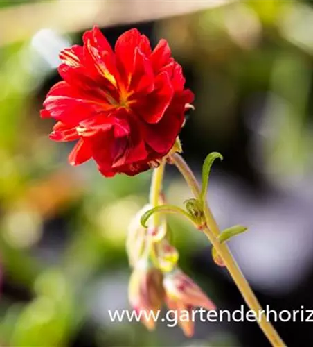 Garten-Sonnenröschen 'Cerise Queen'