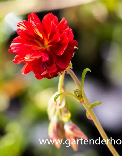 Garten-Sonnenröschen 'Cerise Queen'