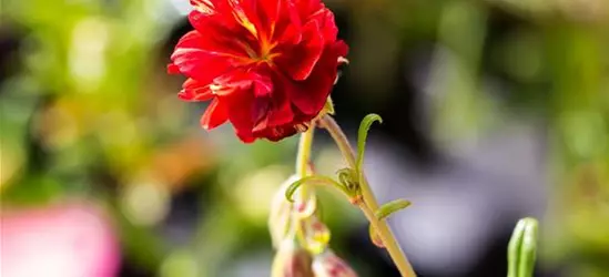 Garten-Sonnenröschen 'Cerise Queen'