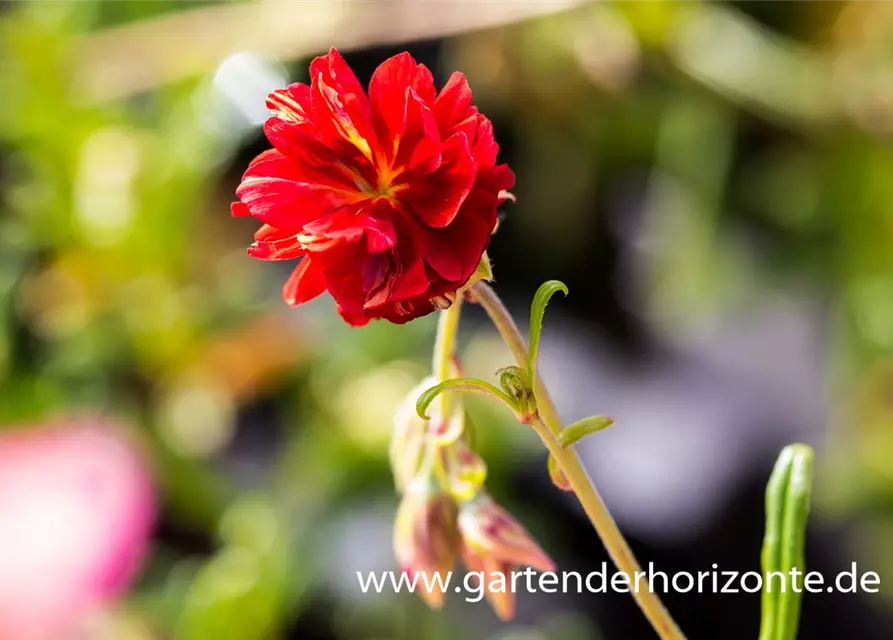 Garten-Sonnenröschen 'Cerise Queen'