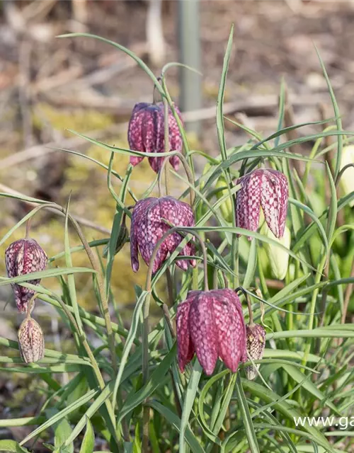 Gewöhnliche Schachblume