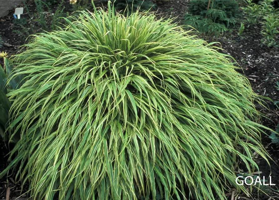 Garten-Ziergras 'Albostriata'