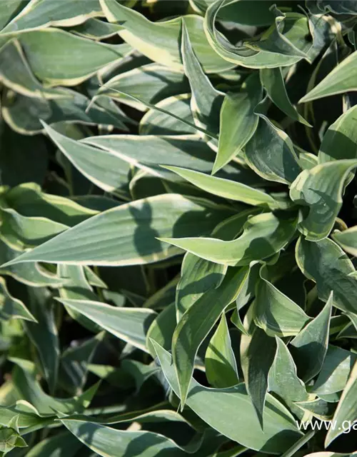 Hosta x cult.'Wolverine'