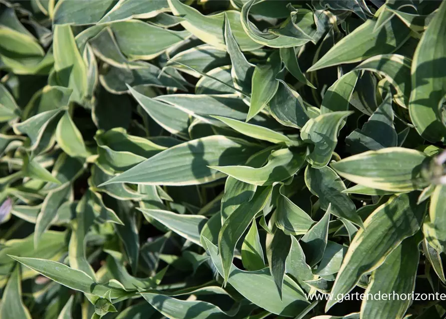 Hosta x cult.'Wolverine'