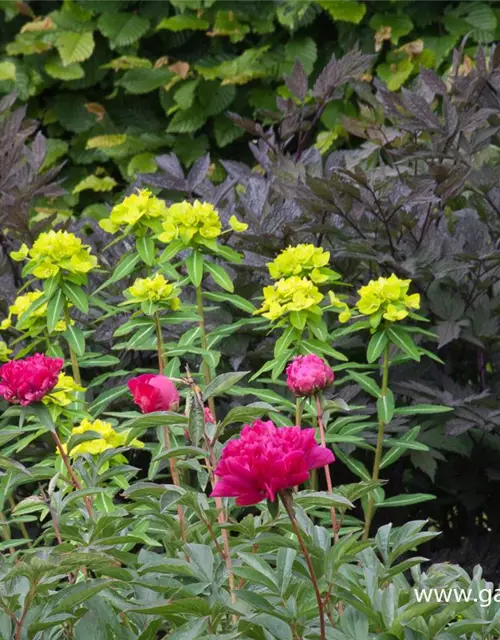 Hohe Garten-Wolfsmilch 'Goldener Turm'