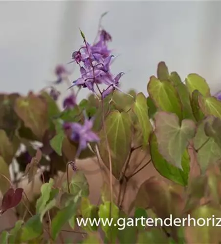 Großblütige Garten-Elfenblume 'Lilafee'