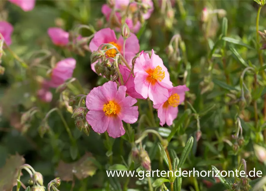 Garten-Sonnenröschen 'Lawrenson´s Pink'