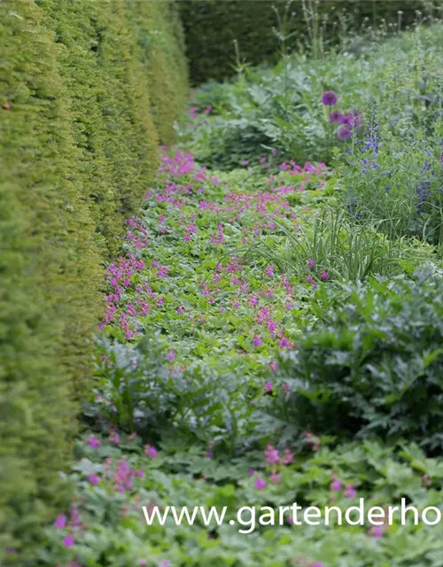 Geranium macrorrhizum 'Bevan'