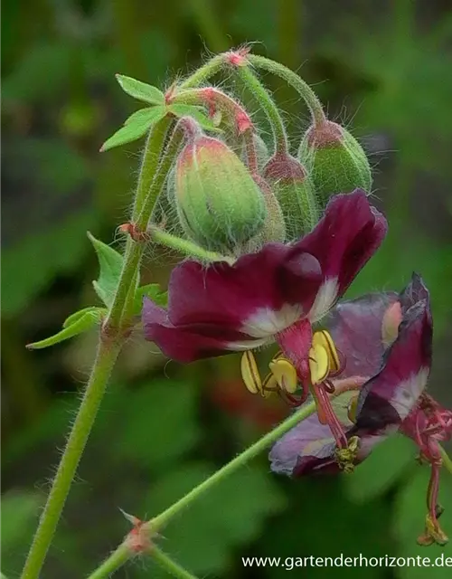 Geranium phaeum 'Samobor'