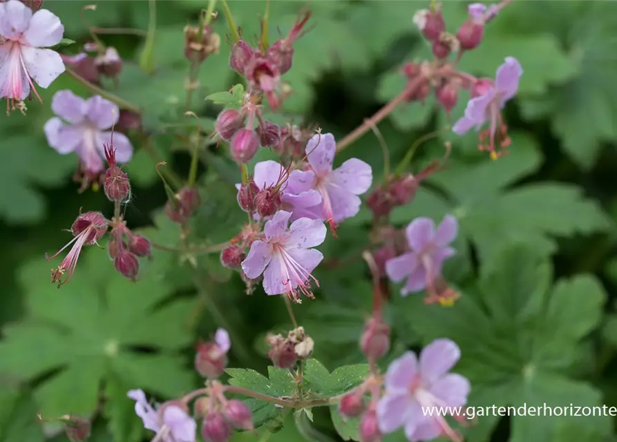 Geranium macrorrhizum 'Ingwersen'