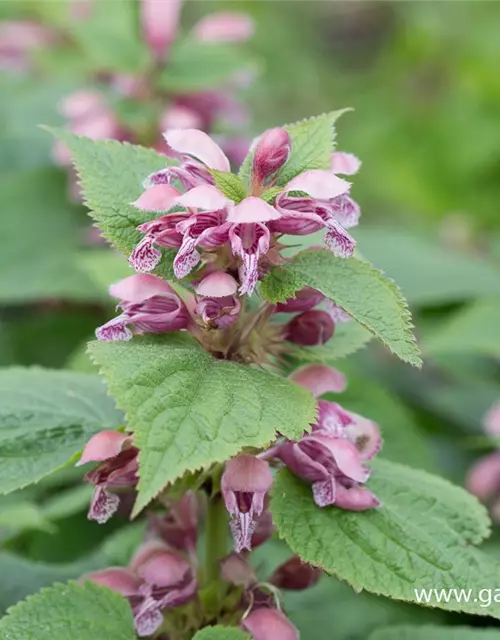 Lamium orvala