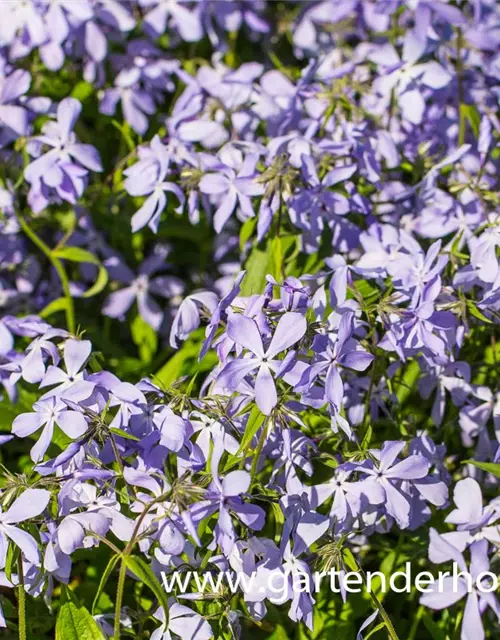 Phlox divaricata ssp.laphamii