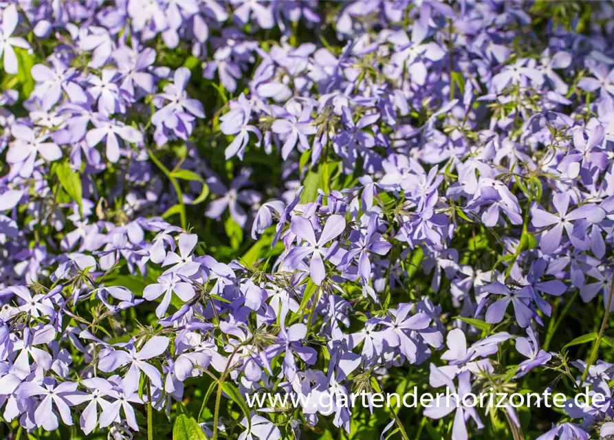 Phlox divaricata ssp.laphamii