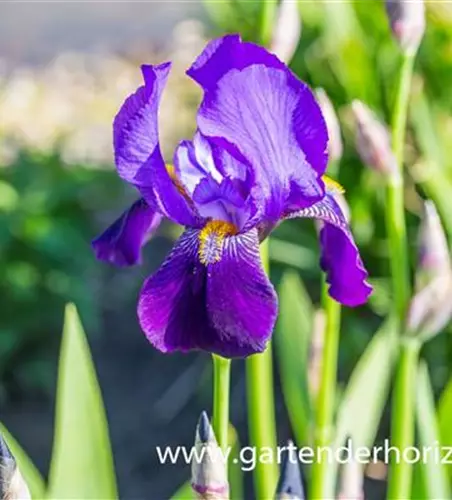 Hohe Garten-Schwertlilie