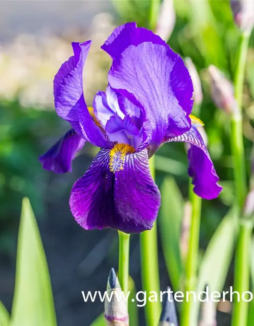 Hohe Garten-Schwertlilie