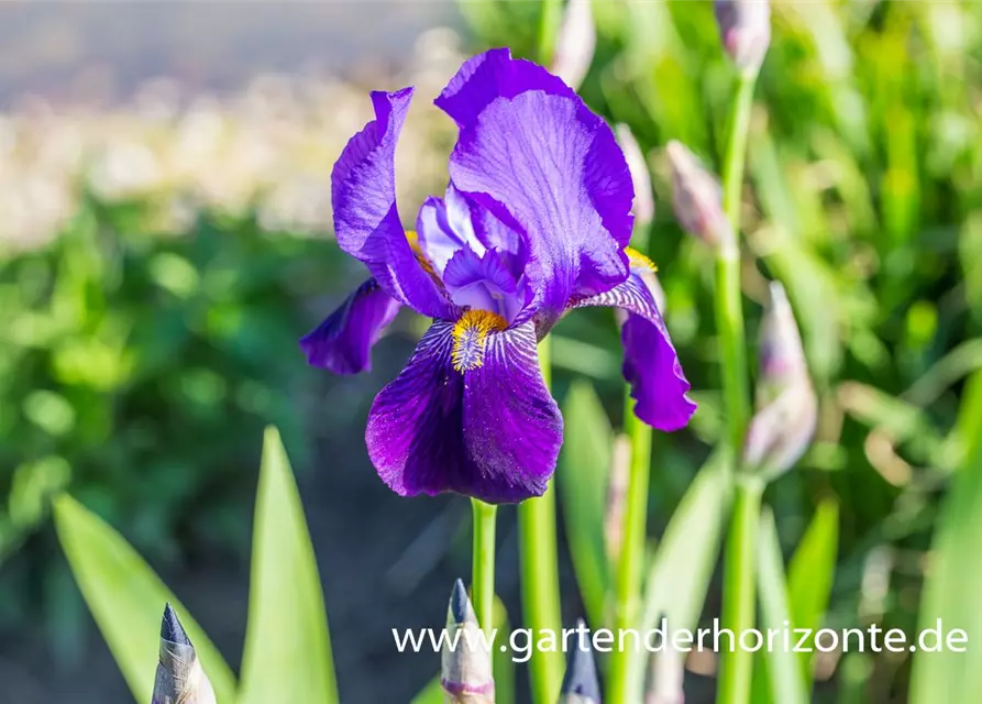 Hohe Garten-Schwertlilie