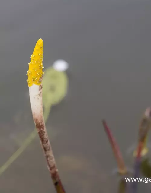 Orontium aquaticum