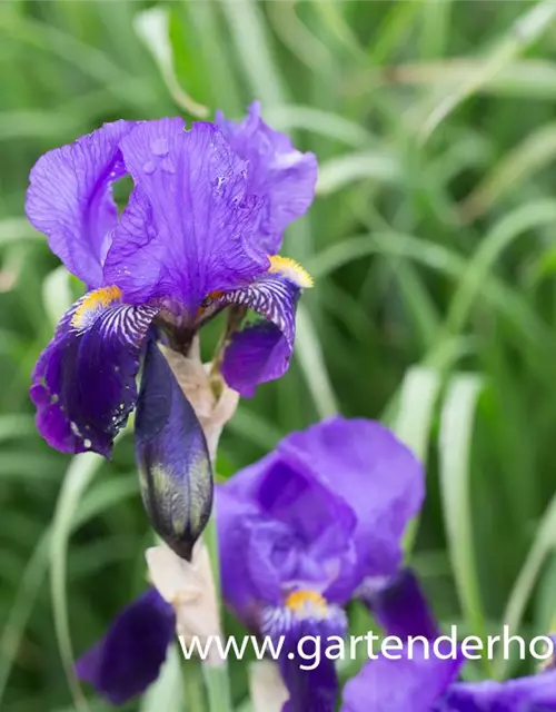 Hohe Garten-Schwertlilie