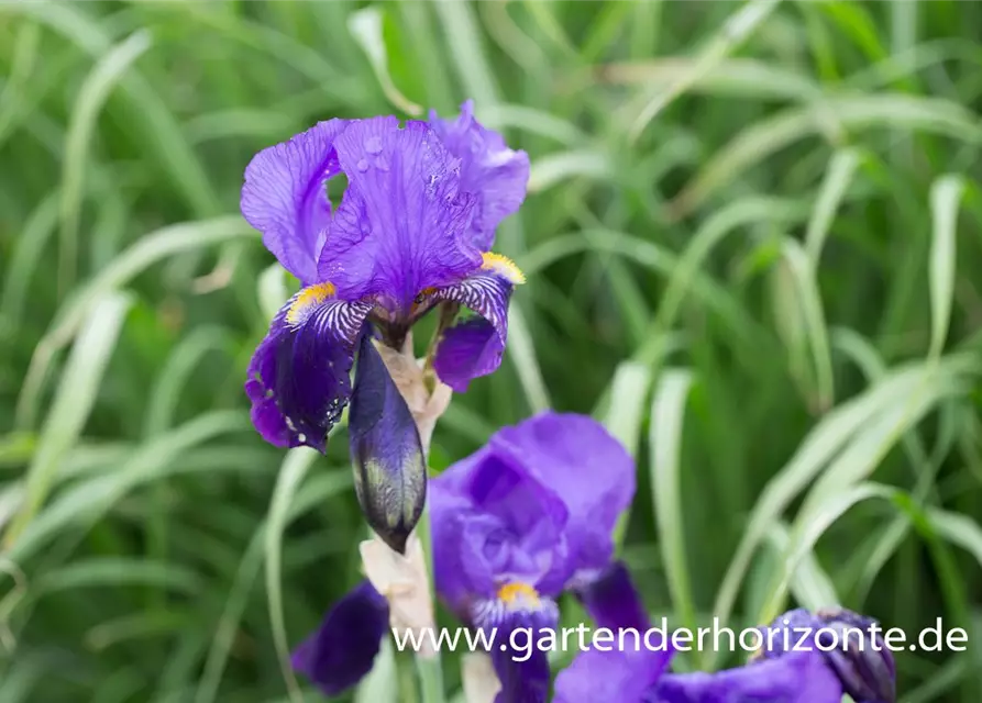 Hohe Garten-Schwertlilie