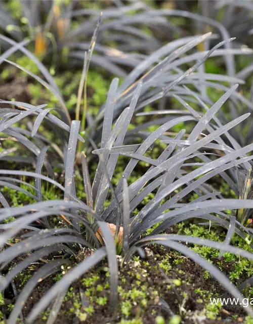 Dunkelblättriger Schlangenbart 'Black Dragon'