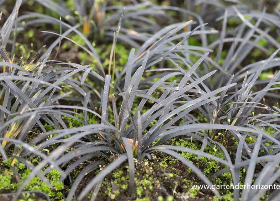 Dunkelblättriger Schlangenbart 'Black Dragon'