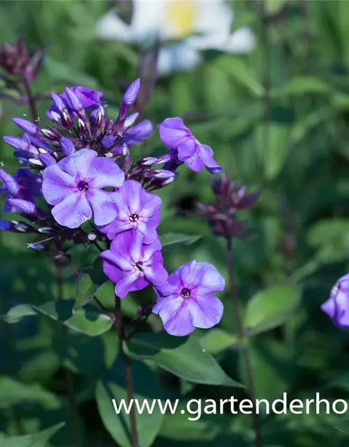 Hohe Garten-Flammenblume 'Blue Boy'