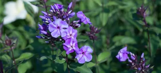 Hohe Garten-Flammenblume 'Blue Boy'