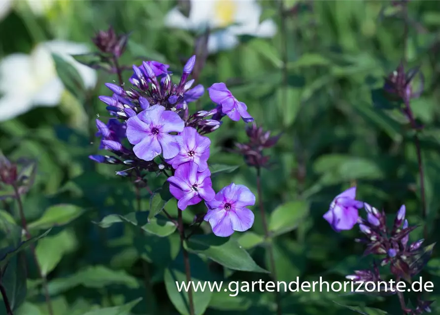 Hohe Garten-Flammenblume 'Blue Boy'