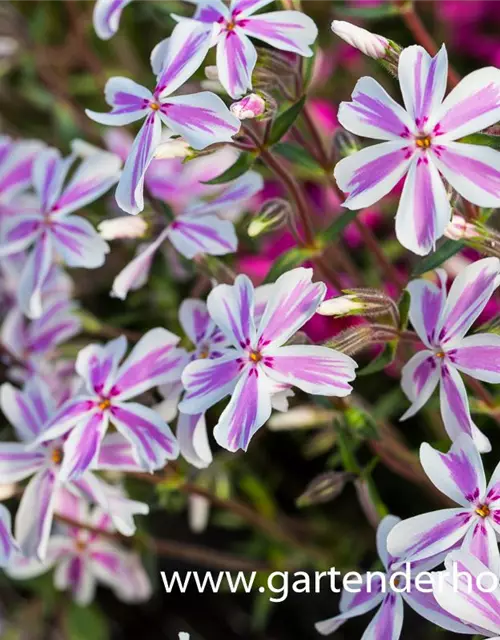 Garten-Teppich-Flammenblume 'Kimono Pink-White'