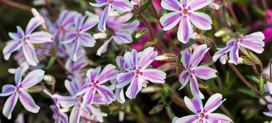 Garten-Teppich-Flammenblume 'Kimono Pink-White'