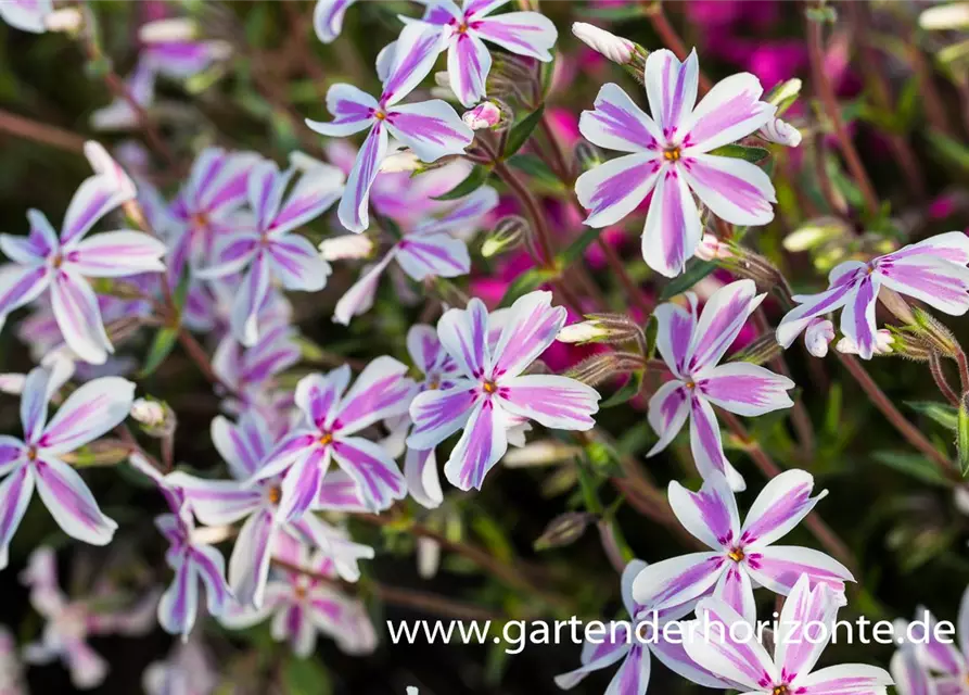 Garten-Teppich-Flammenblume 'Kimono Pink-White'