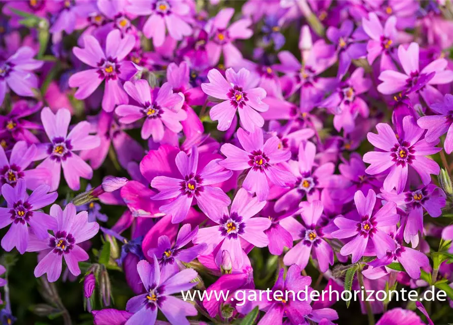 Garten-Teppich-Flammenblume 'Samson'