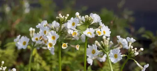 Garten-Etagen-Schlüsselblume 'Alba'