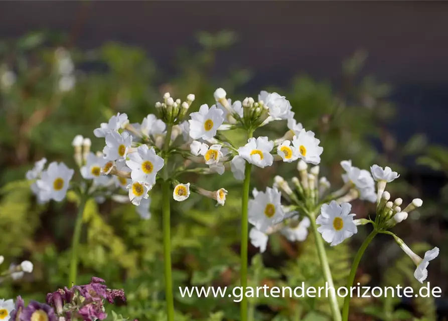 Garten-Etagen-Schlüsselblume 'Alba'