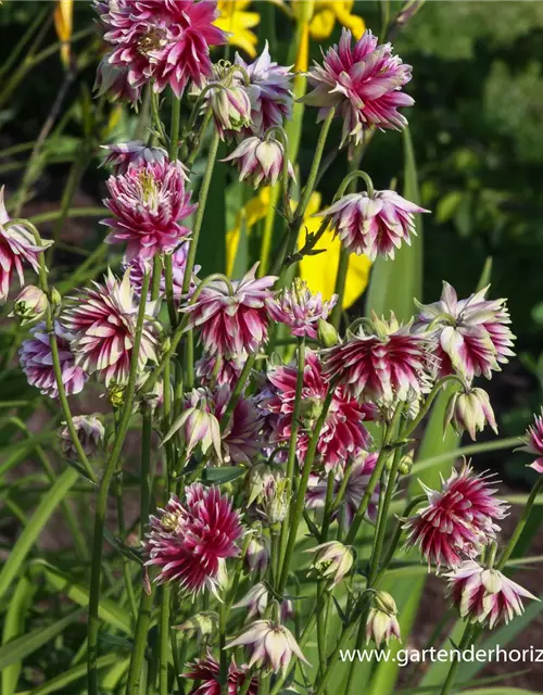 Langspornige Garten-Akelei 'Nora Barlow'