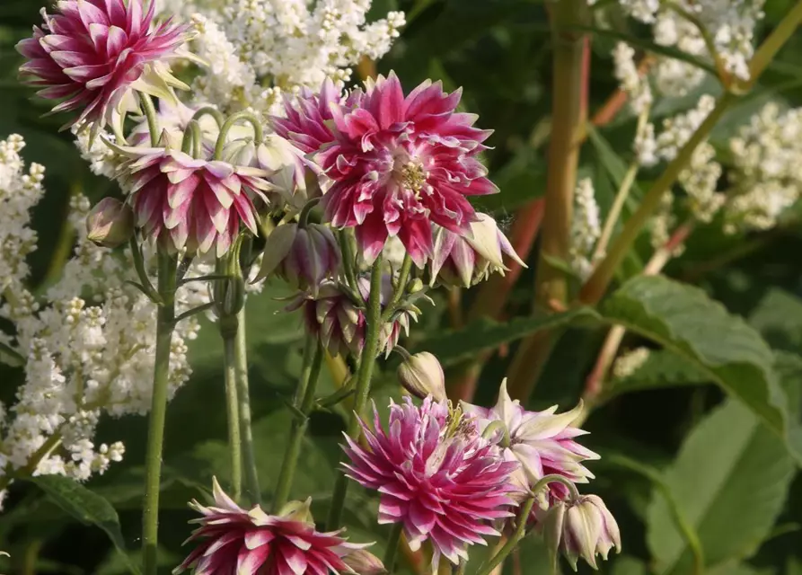 Langspornige Garten-Akelei 'Nora Barlow'