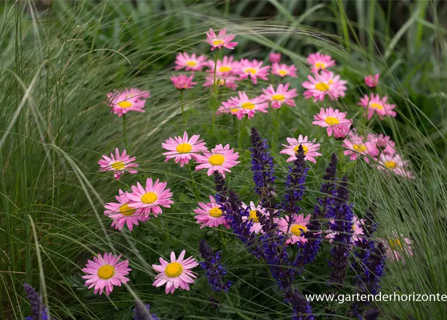 Bunte Margerite