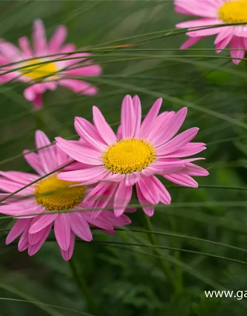 Bunte Margerite