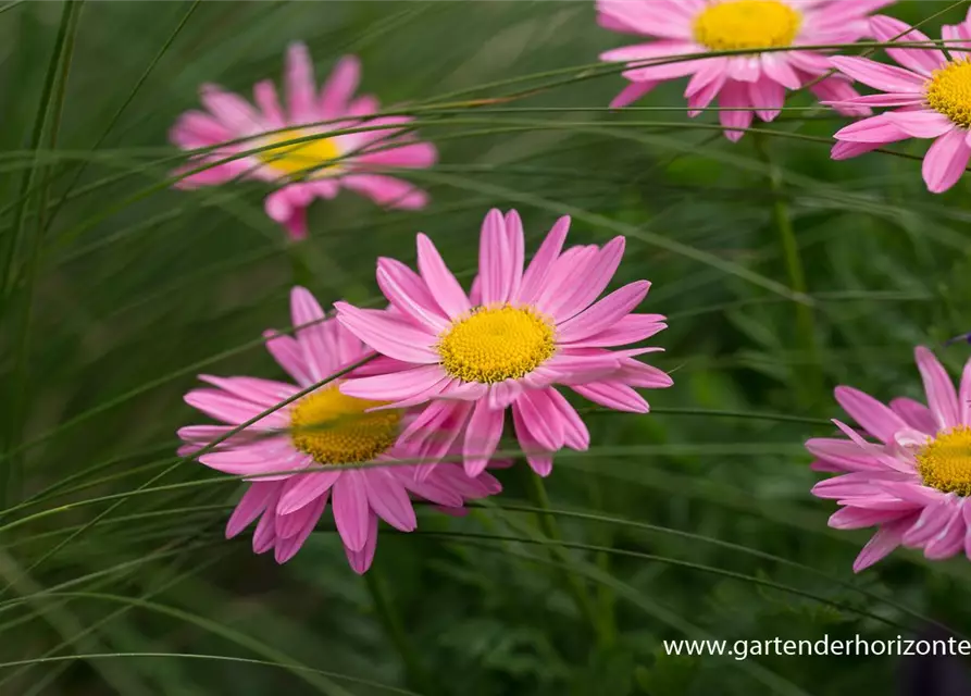 Bunte Margerite